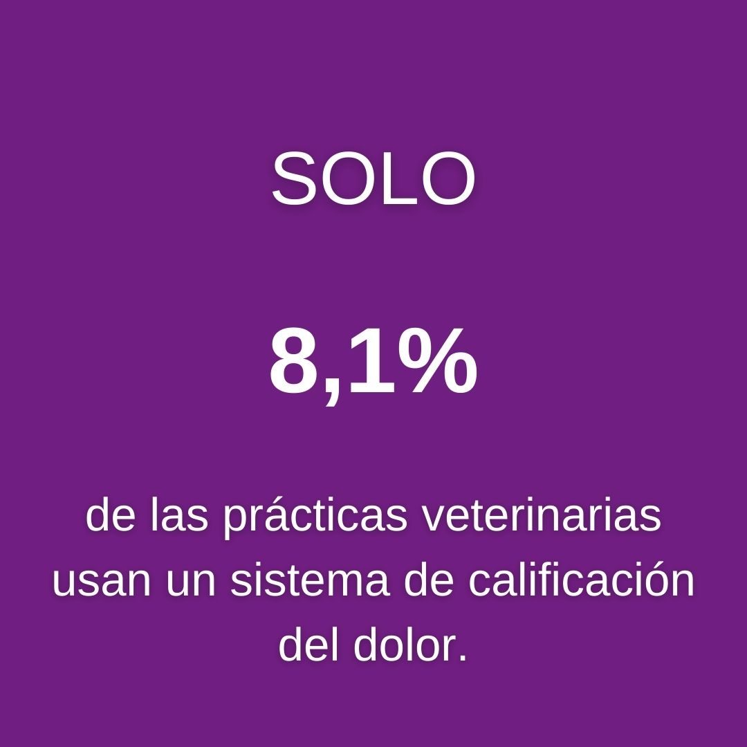 El 80,3 por ciento de los veterinarias* coinciden que las escala de dolor son una herramienta clínica útil.