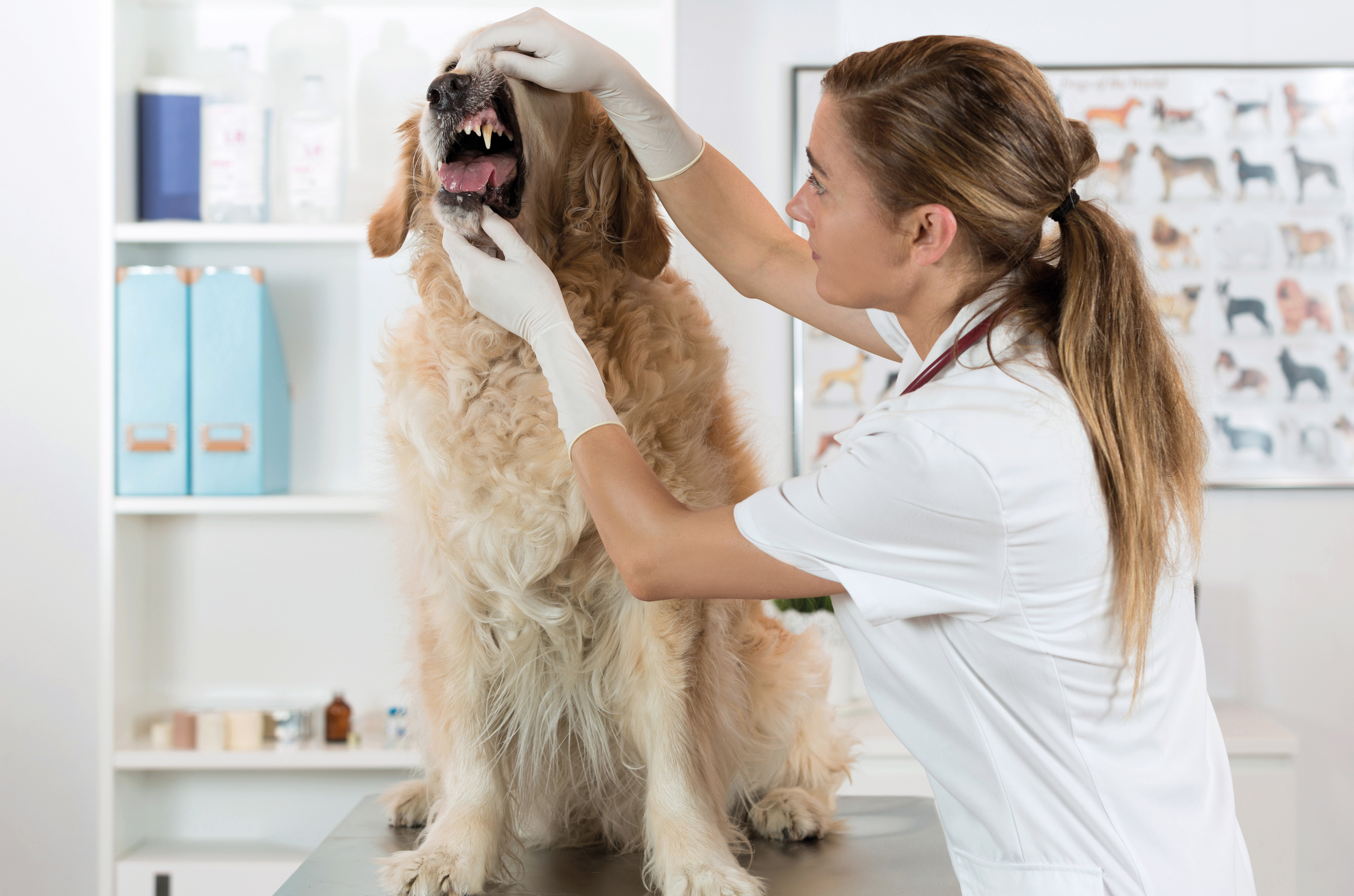 Щенок воняет. Стоматология животных. Собака в ветеринарной клинике.