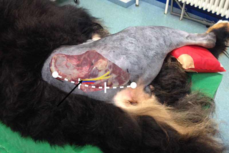 cómo puedo saber si mi perro tiene un nervio pinzado